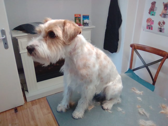 56931859_2267962240110447_5940230217531392000_n